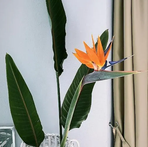 Teresina 4* Tortolì